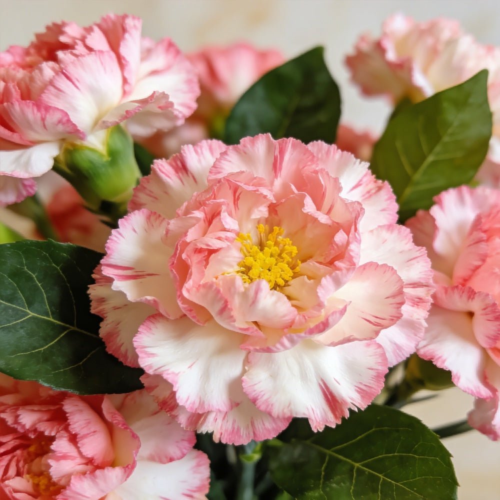 Carnation Seeds - Verdseeds
